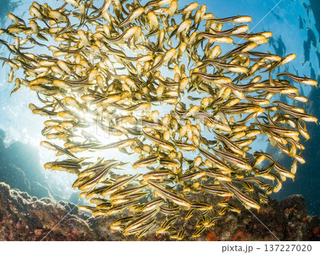 ゴンズイ玉。ゴンズイ幼魚他。ヒリゾ浜南伊豆町中木 静岡県伊豆半島-2025 日本有数のシュノーケリン 137227020
