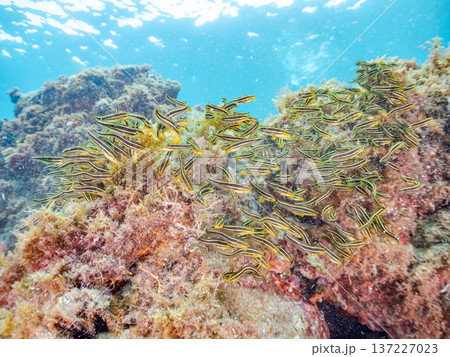 ゴンズイ玉。ゴンズイ幼魚他。ヒリゾ浜南伊豆町中木 静岡県伊豆半島-2025 日本有数のシュノーケリン ゴンズイ玉。ゴンズイ幼魚他。ヒリゾ浜南伊豆町中木 静岡県伊豆半島-2025 日本有数のシュノーケリン 137227023