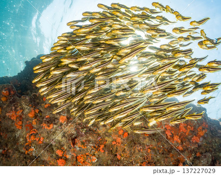 ゴンズイ玉。ゴンズイ幼魚他。ヒリゾ浜南伊豆町中木 静岡県伊豆半島-2025 日本有数のシュノーケリン ゴンズイ玉。ゴンズイ幼魚他。ヒリゾ浜南伊豆町中木 静岡県伊豆半島-2025 日本有数のシュノーケリン 137227029