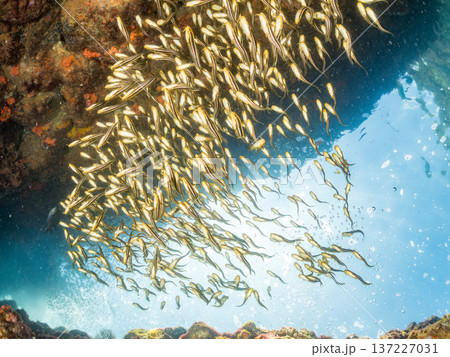 ゴンズイ玉。ゴンズイ幼魚他。ヒリゾ浜南伊豆町中木 静岡県伊豆半島-2025 日本有数のシュノーケリン 137227031