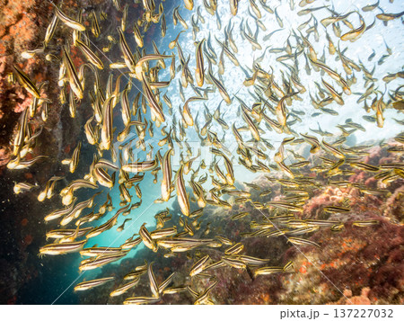 ゴンズイ玉。ゴンズイ幼魚他。ヒリゾ浜南伊豆町中木 静岡県伊豆半島-2025 日本有数のシュノーケリン ゴンズイ玉。ゴンズイ幼魚他。ヒリゾ浜南伊豆町中木 静岡県伊豆半島-2025 日本有数のシュノーケリン 137227032