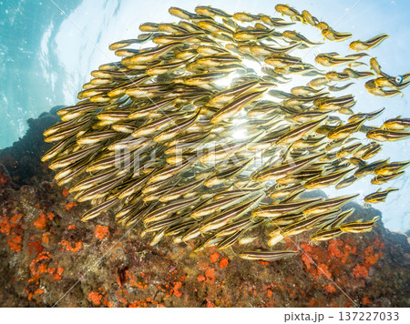 ゴンズイ玉。ゴンズイ幼魚他。ヒリゾ浜南伊豆町中木 静岡県伊豆半島-2025 日本有数のシュノーケリン 137227033