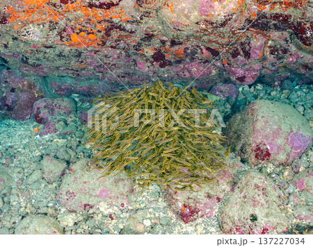 ゴンズイ玉。ゴンズイ幼魚他。ヒリゾ浜南伊豆町中木 静岡県伊豆半島-2025 日本有数のシュノーケリン 137227034