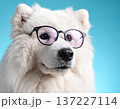 スタジオ撮影の青い背景でメガネをかけたサモエドの可愛いポートレート写真 137227114