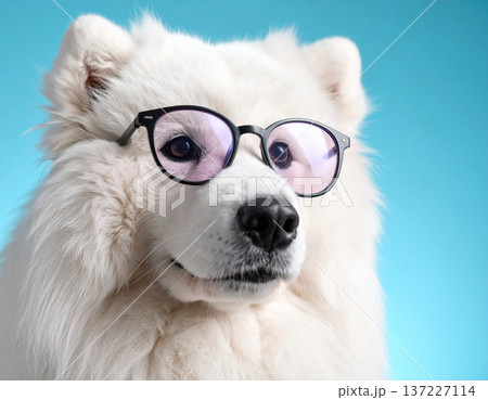 スタジオ撮影の青い背景でメガネをかけたサモエドの可愛いポートレート写真 137227114