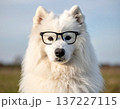 青空の下でメガネをかけたサモエドの可愛い屋外ポートレート写真 137227115