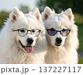 屋外でメガネとサングラスをかけたサモエド2匹の可愛いポートレート写真 137227117
