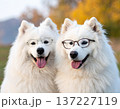 紅葉を背景にメガネをかけたサモエド2匹の可愛い屋外ポートレート写真 137227119