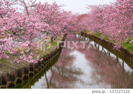 松阪 河津桜 松阪 河津桜 137227120