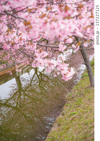 松阪 河津桜 松阪 河津桜 137227125