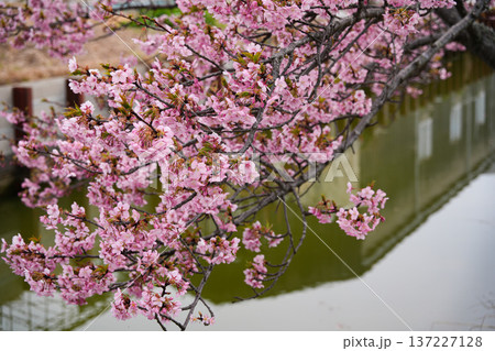 松阪　河津桜 137227128