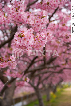 松阪　河津桜 137227146