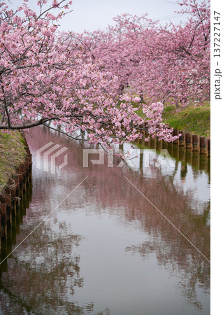 松阪 河津桜 松阪 河津桜 137227147