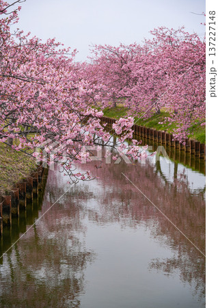 松阪 河津桜 松阪 河津桜 137227148