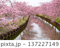 松阪　河津桜 137227149