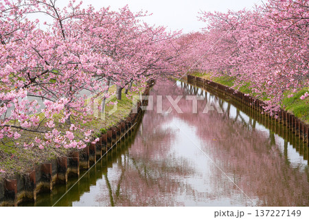 松阪　河津桜 137227149