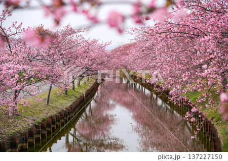 松阪 河津桜 松阪 河津桜 137227150