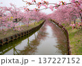 松阪　河津桜 137227152