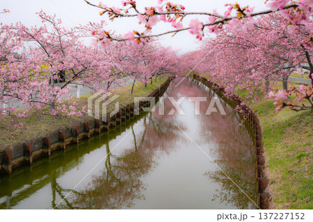 松阪　河津桜 137227152
