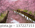 松阪　河津桜 137227153