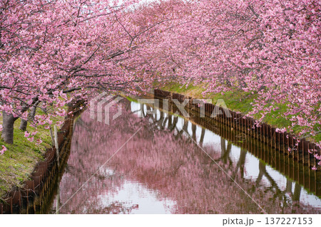 松阪　河津桜 137227153
