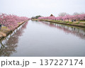 松阪　河津桜 137227174