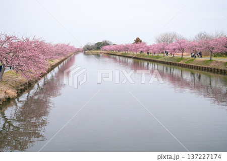 松阪 河津桜 松阪 河津桜 137227174