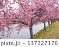 松阪　河津桜 137227176