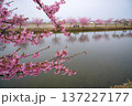 松阪　河津桜 137227177