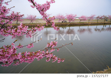 松阪 河津桜 松阪 河津桜 137227177