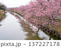 松阪　河津桜 137227178