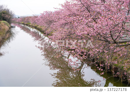 松阪　河津桜 137227178
