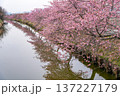 松阪　河津桜 137227179