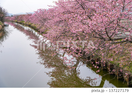 松阪　河津桜 137227179
