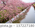 松阪　河津桜 137227180