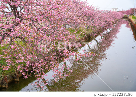 松阪　河津桜 137227180