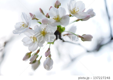 桜 桜 137227248