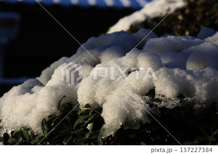陽光を浴びる木に積もった雪 陽光を浴びる木に積もった雪 137227384