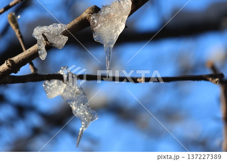 陽光を浴びる木に積もり解け始めた雪 陽光を浴びる木に積もり解け始めた雪 137227389