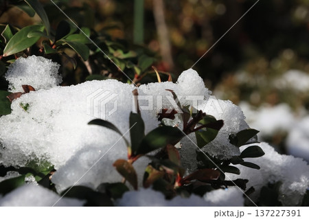 陽光を浴びる木に積もった雪 陽光を浴びる木に積もった雪 137227391