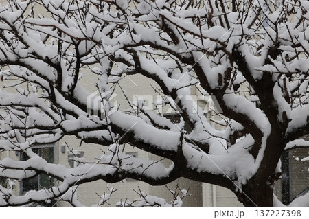 降りしきる雪と雪景色 137227398