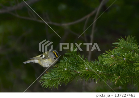 キクイタダキ 137227463