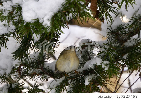 キクイタダキ 137227468