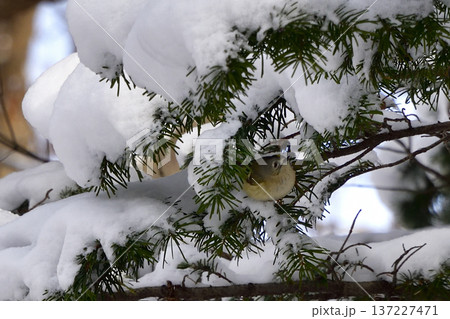 キクイタダキ 137227471