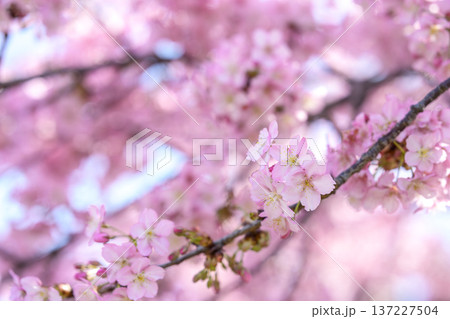河津桜 サクラ さくら 満開 春 3月 イメージ 河津桜 サクラ さくら 満開 春 3月 イメージ 137227504