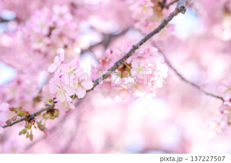 河津桜 サクラ さくら 満開 春 3月 イメージ 河津桜 サクラ さくら 満開 春 3月 イメージ 137227507