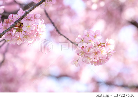 河津桜 サクラ さくら 満開 春 3月 イメージ 河津桜 サクラ さくら 満開 春 3月 イメージ 137227510