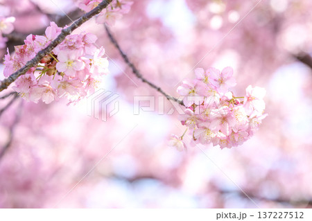 河津桜 サクラ さくら 満開 春 3月 イメージ 河津桜 サクラ さくら 満開 春 3月 イメージ 137227512