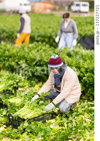 Adult man harvesting celery in boxes in a field Adult man harvesting celery in boxes in a field 137227721