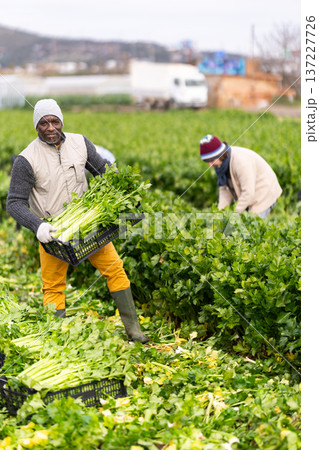 Adult male farmer harvesting celery with team in field Adult male farmer harvesting celery with team in field 137227726